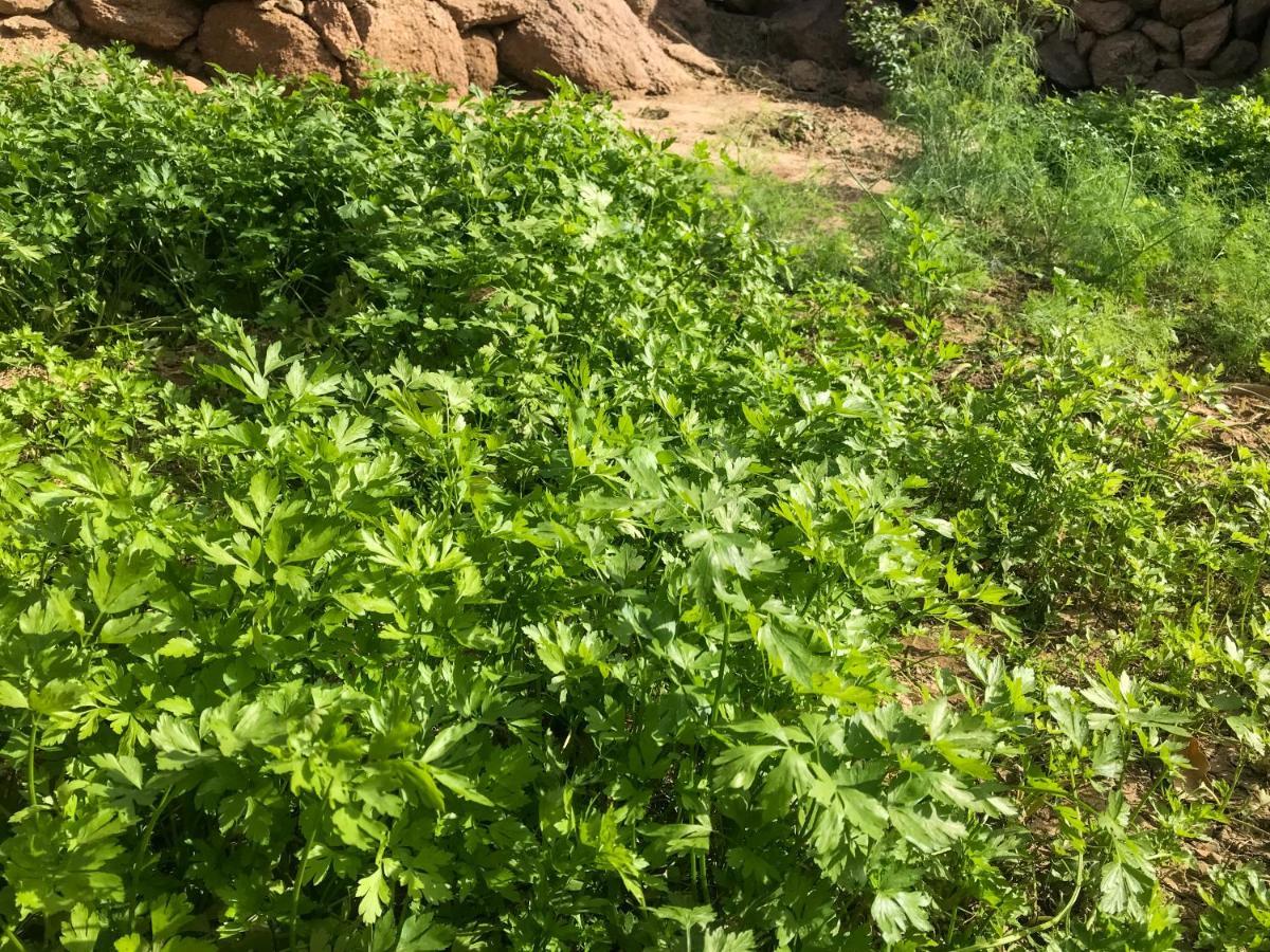 Eco Nubia Villa Aswan Bagian luar foto